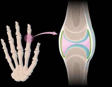 Synovial joint structure