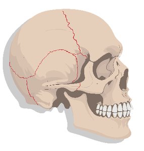 Sutures of the skull