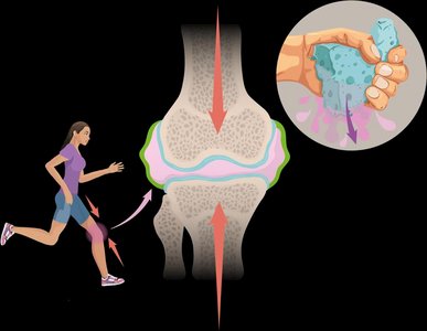 Relaxed knee joint with synovial fluid absorption