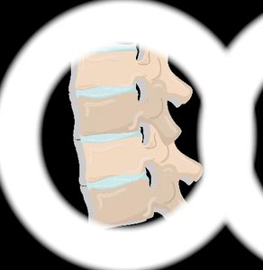 Intervertebral joints