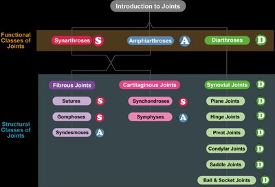 Map of functional and structural classes of joints