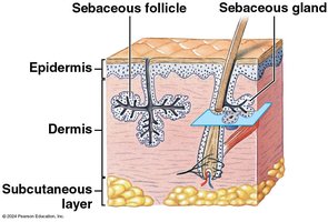 Structure of Sebaceous Glands and Follicles