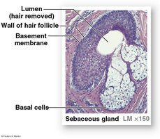 Structure of Sebaceous Glands and Follicles