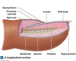 Longitudinal Section of Nail Structure