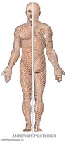 Tension Lines of the Skin