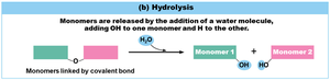 Hydrolysis diagram