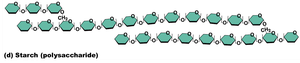 Polysaccharide (starch) structure