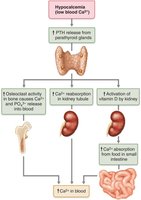 Effects of parathyroid hormone on bone, kidneys, and intestine