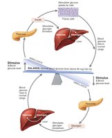 Insulin and glucagon regulate blood glucose