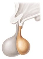 Posterior pituitary hormone targets