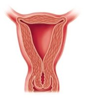 Oxytocin target: uterus