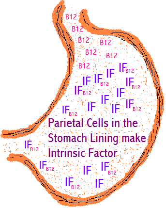 Diagram showing parietal cells in the stomach lining making intrinsic factor for B12 absorption