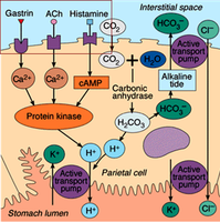 Diagram of parietal cell showing regulation of acid secretion by gastrin, ACh, and histamine