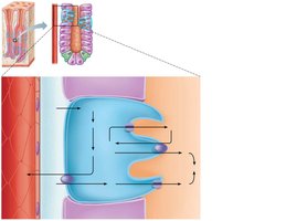 Mechanism of HCl secretion by parietal cells