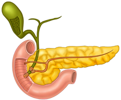 Diagram of liver, gallbladder, and pancreas