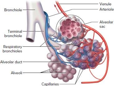 Pulmonary tree and alveolar structure
