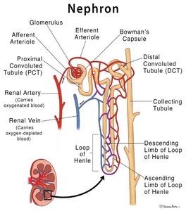 Detailed nephron anatomy