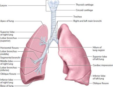 Lung anatomy with lobes and bronchial tree