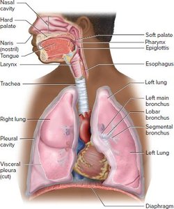 Respiratory system anatomy with upper and lower tract