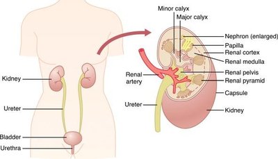 Urinary system organs labeled and kidney cross-section
