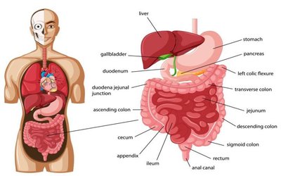 Digestive system organs labeled