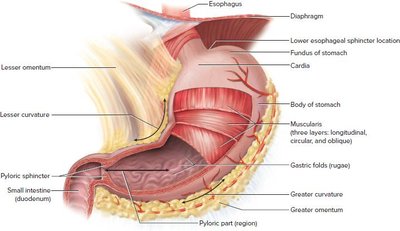 Stomach anatomy with labeled regions and sphincters