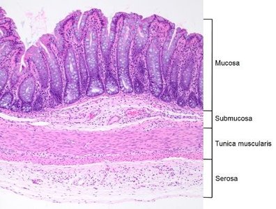 Histology of digestive tract wall with labeled layers