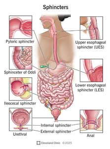 Digestive tract sphincters labeled