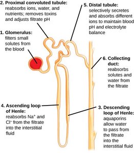 Nephron structure and function