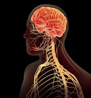 Human CNS illustration