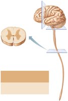 Pattern of gray and white matter in the CNS