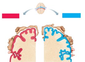 Body maps in the primary motor and somatosensory cortex