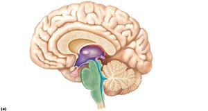 Midsagittal section of the brain with labeled structures