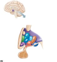 Selected structures of the diencephalon, hypothalamic nuclei