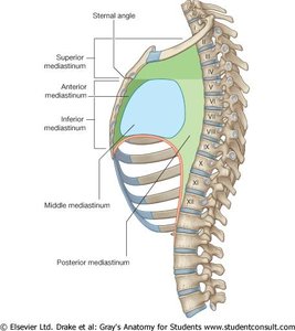 Mediastinum divisions in the thorax