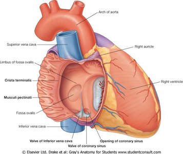 Internal anatomy of the right atrium