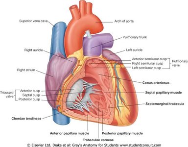 Internal anatomy of the right ventricle, showing valves and muscles
