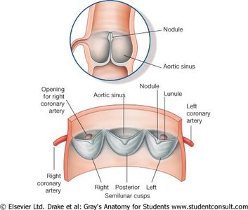 Internal anatomy of the left ventricle and valves