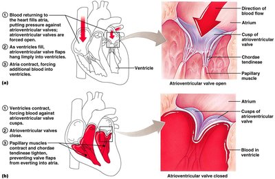 Mechanism of semilunar valve function