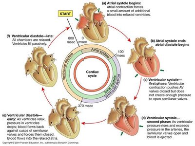 Auscultation positions for heart valves