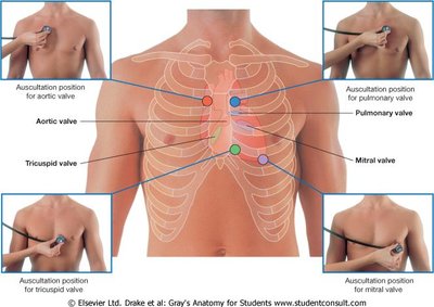 Coronary arteries of the heart