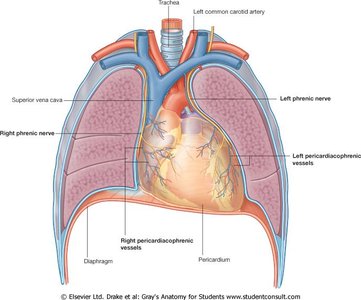 Pericardium and associated vessels and nerves
