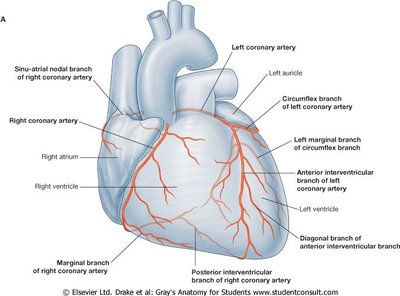 Coronary veins of the heart