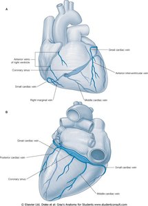Cardiac conduction system