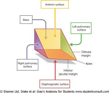 Surfaces and margins of the heart