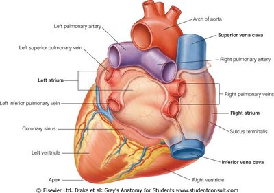 External anatomy of the heart, showing chambers and vessels