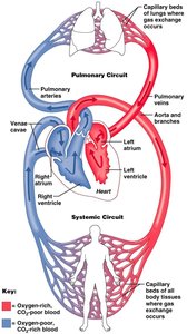 Pulmonary and systemic circulation
