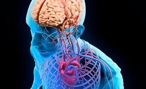 Illustration of human anatomy showing brain, heart, and blood vessels