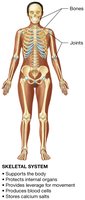 Skeletal system diagram