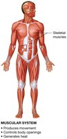 Muscular system diagram